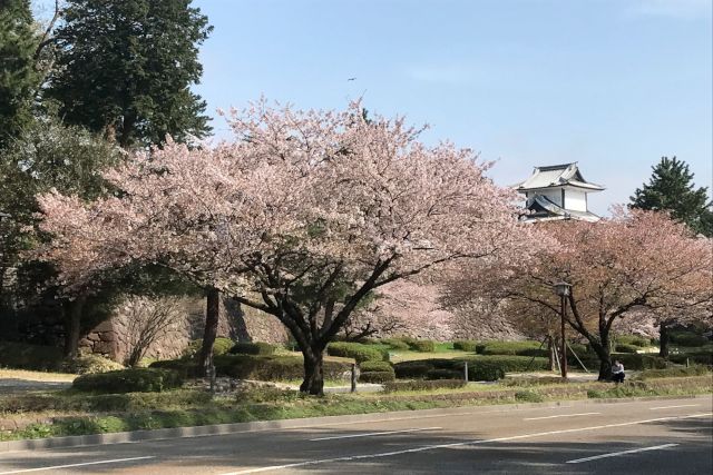 桜の季節がやって来ます！